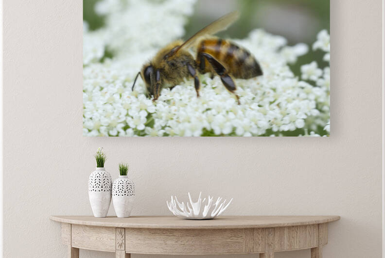 Honeybee Feasting on Queen Anne Lace flower by Iris H Richardson