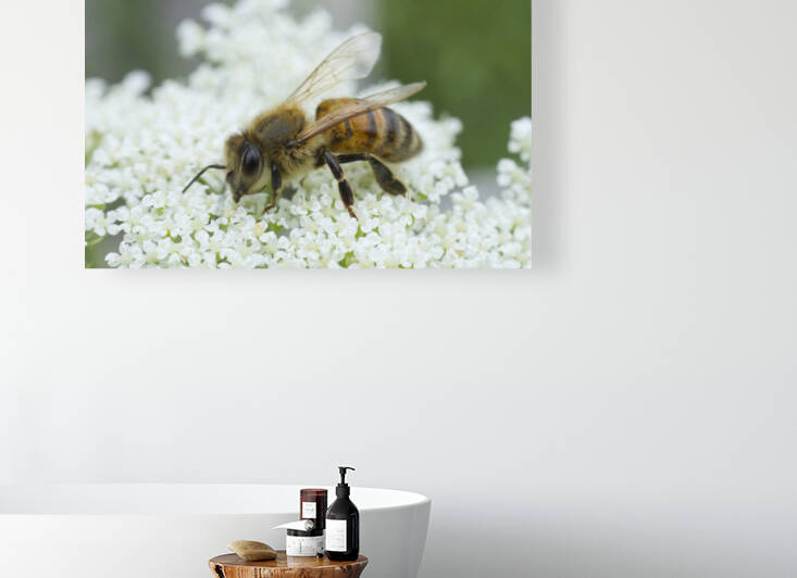 singlehoneybeeonqueenannelace IrisRichardson by Iris H Richardson