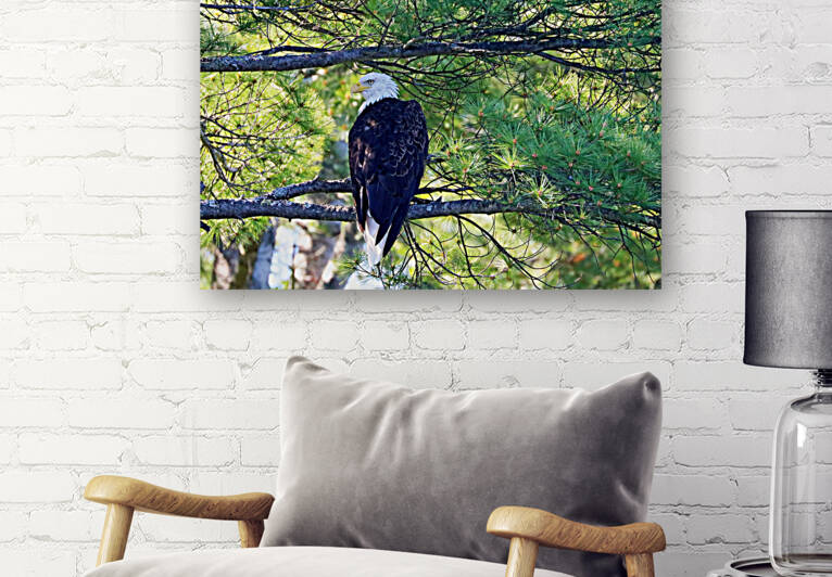 Eagle Aware Of Approach by Deb Oppermann