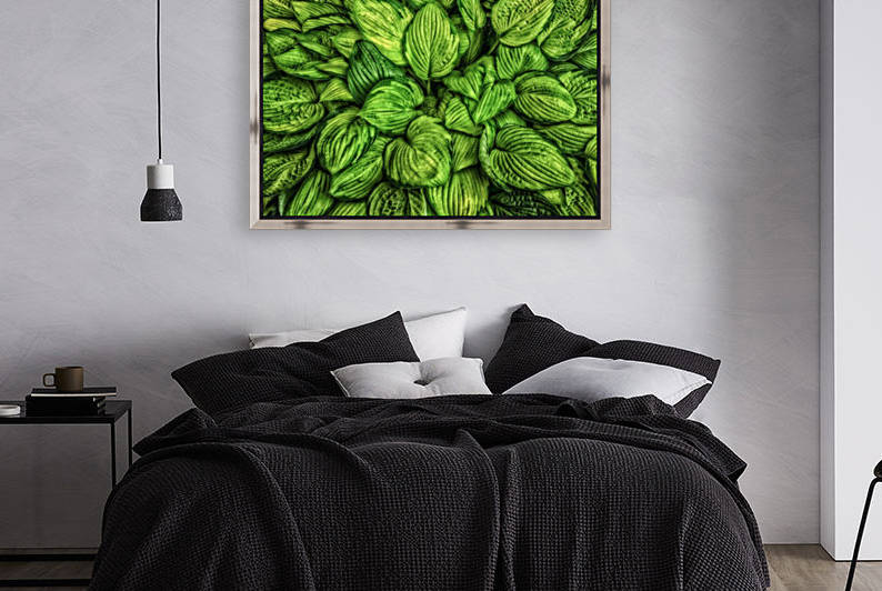 Hosta Glow by Michel Nadeau