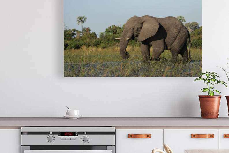 Elephant in the Okavango Delta by DirkR