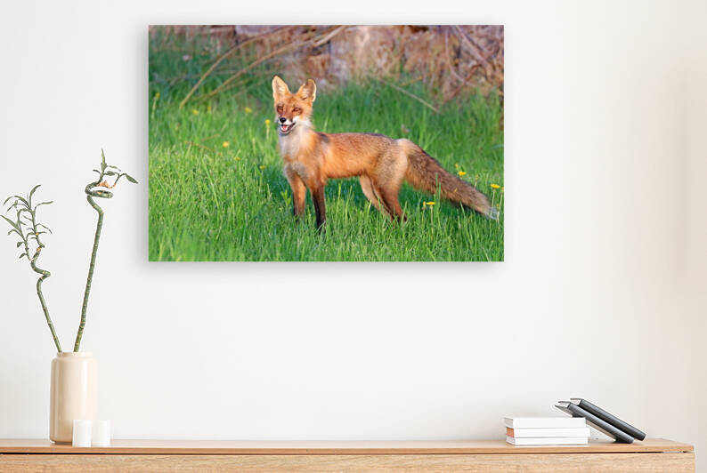 Vixen by Deb Oppermann