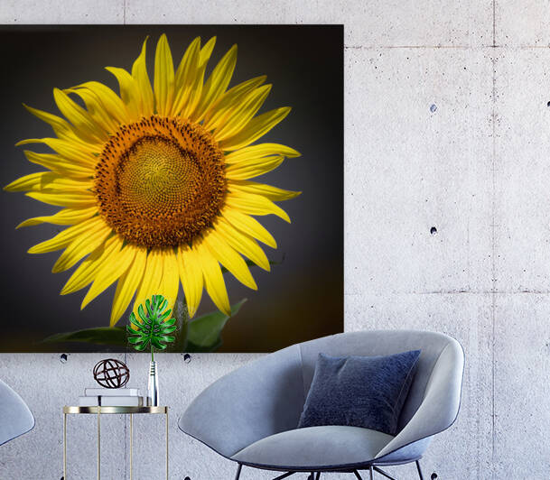  SUNFLOWER  by Ercan Ekinci