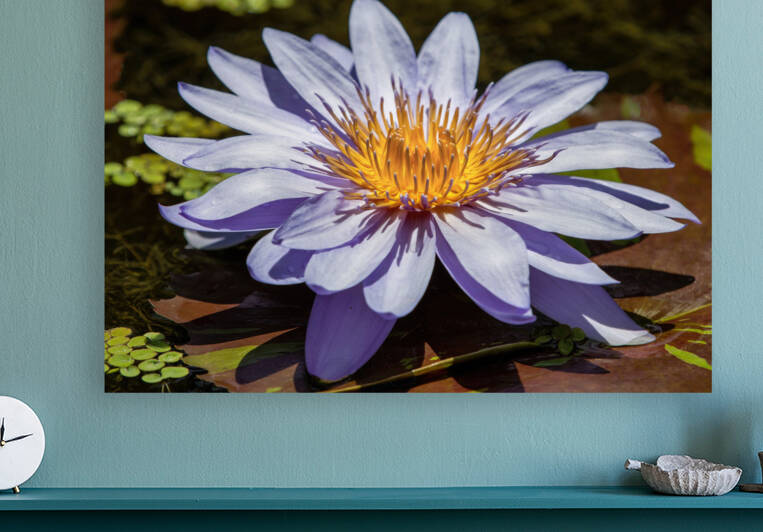 Water Lilies by Ercan Ekinci