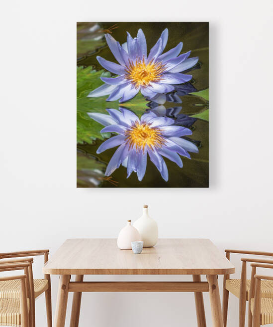 Water Lilies by Ercan Ekinci