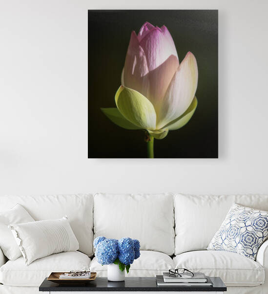 Water Lilies by Ercan Ekinci