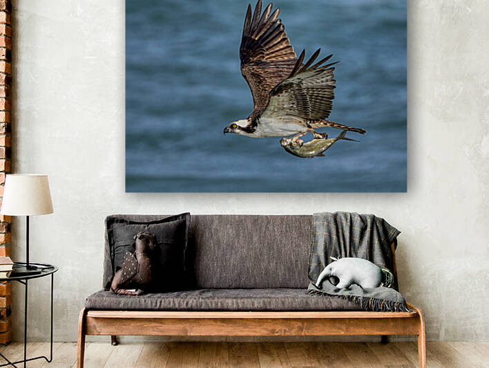 Osprey & Pompano by Ercan Ekinci