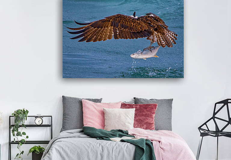 OSPREY AND POMPANO by Ercan Ekinci