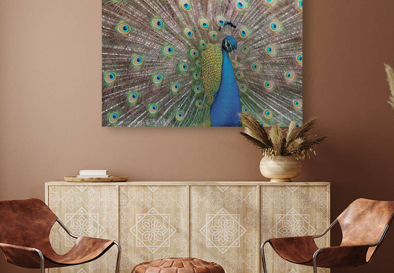 PEACOCK  by Ercan Ekinci