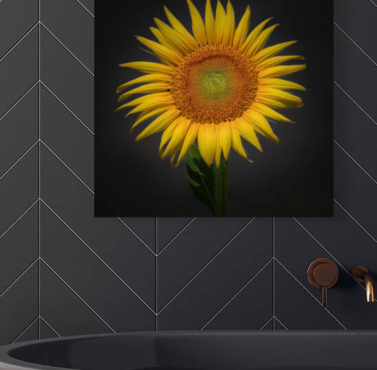   Sunflower  by Ercan Ekinci