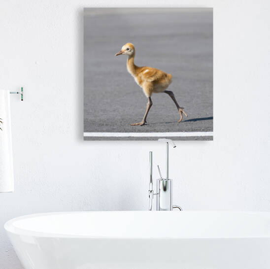 Baby Sandhill Crane Colts by Ercan Ekinci