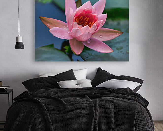   Water Lilies by Ercan Ekinci