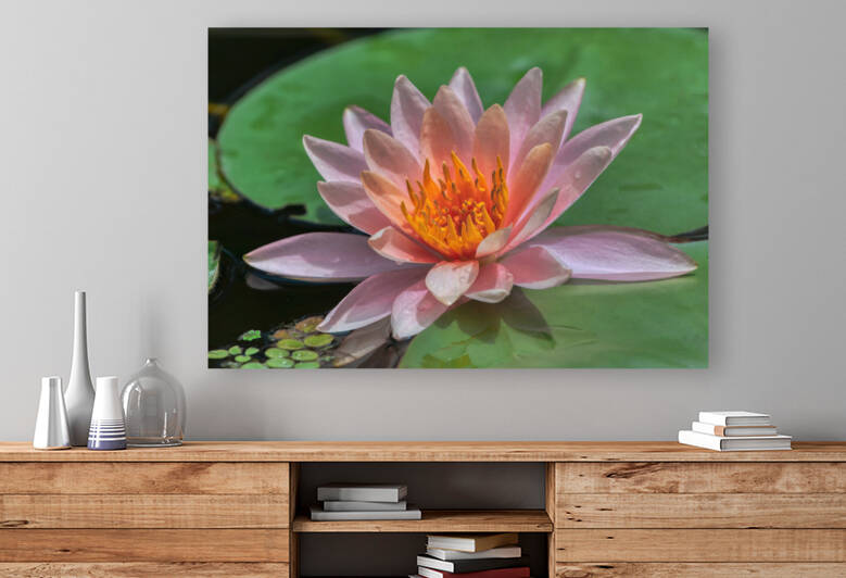   Water Lilies by Ercan Ekinci