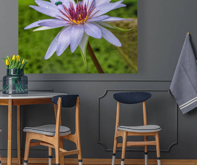    Water Lilies by Ercan Ekinci