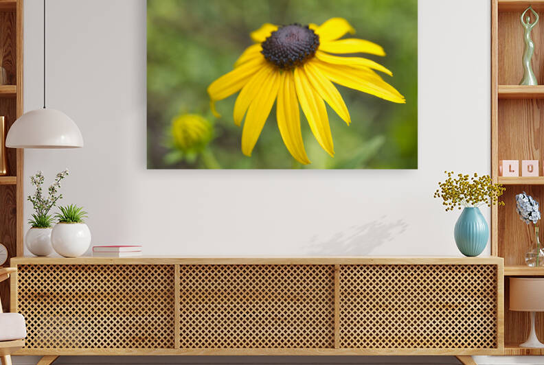 BlackEyed Susan in Rain  by Iris H Richardson