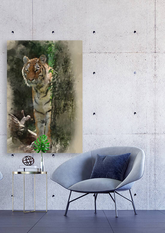 Watercolour painting of Bengal tiger panthera tigris tigris in c by Matthew Gibson