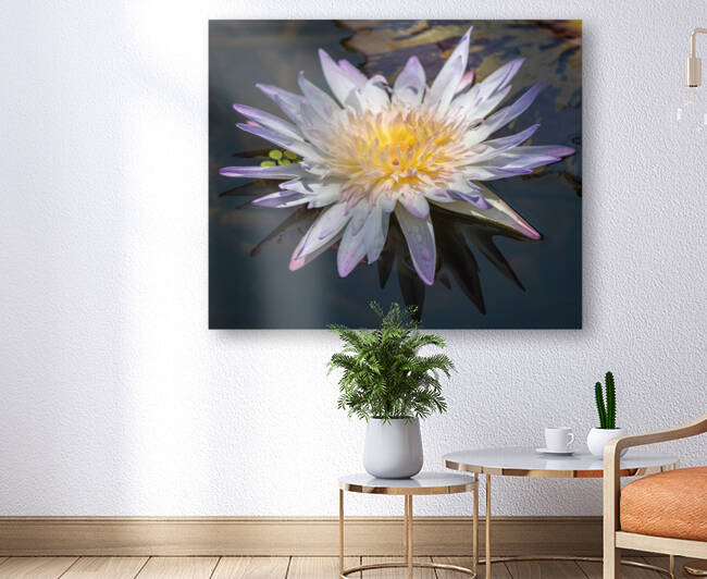   Water Lilies by Ercan Ekinci