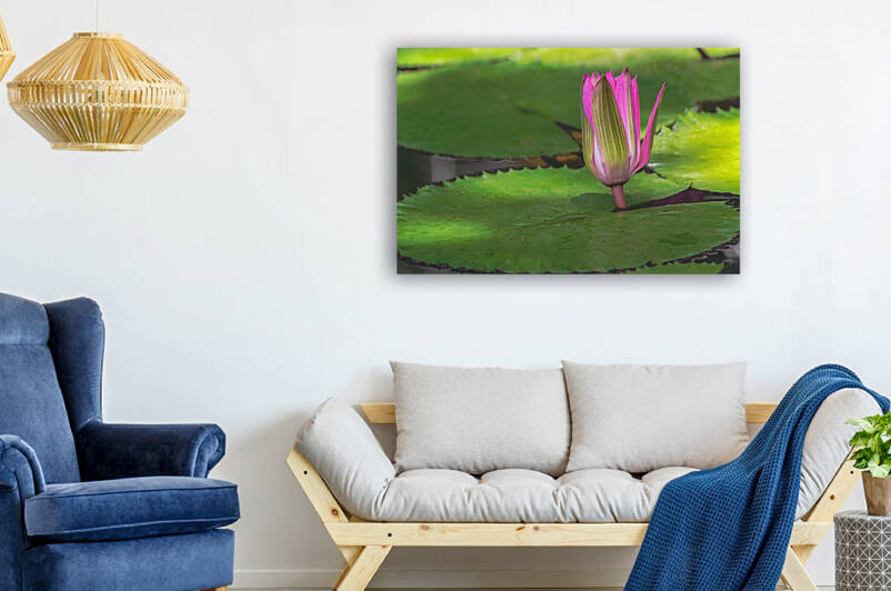  Water Lilies by Ercan Ekinci