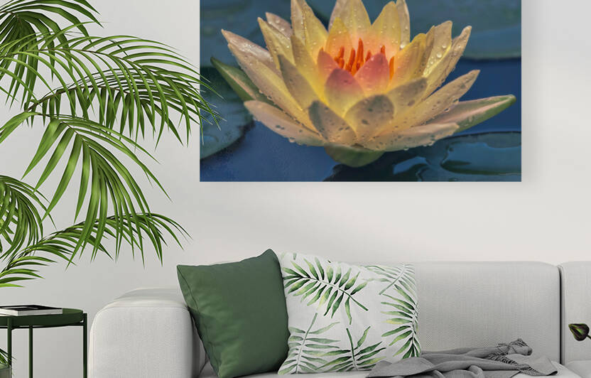 Water Lilies by Ercan Ekinci