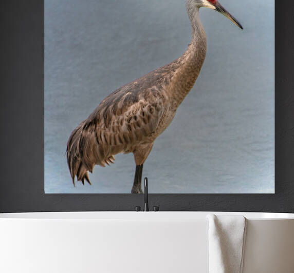   Sandhill Crane  by Ercan Ekinci