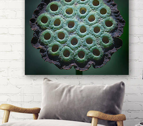 Fabulous Seed Pod of the Lotus Flower by Ercan Ekinci