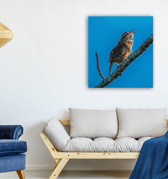  Caroline Wren Singing  by Ercan Ekinci