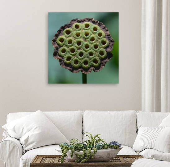 Fabulous Seed Pod of the Lotus Flower by Ercan Ekinci