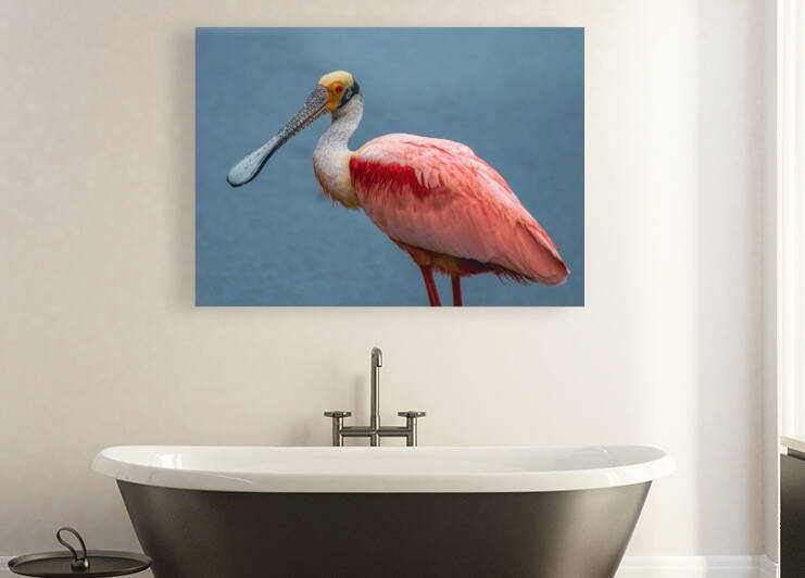 Roseate Spoonbill by Ercan Ekinci