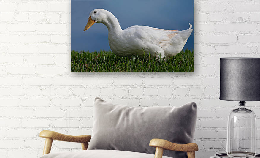 American Pekin Duck by Ercan Ekinci