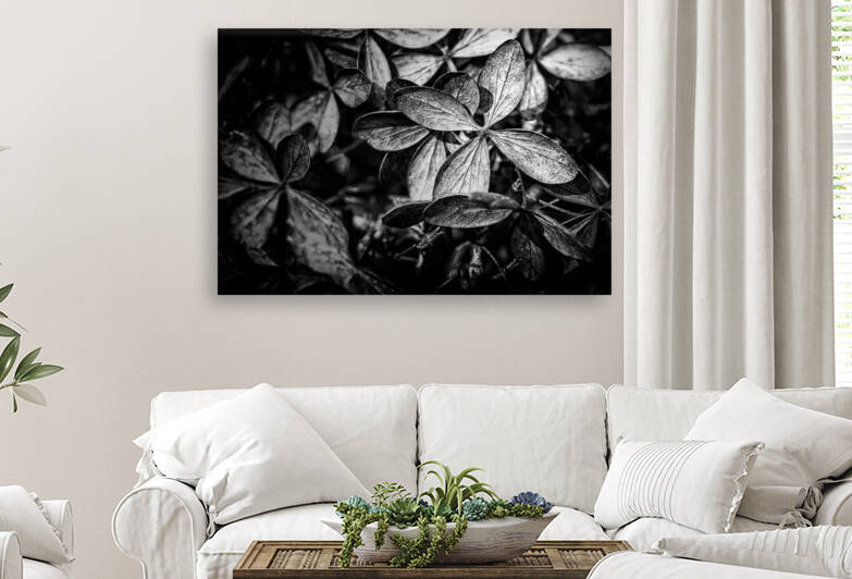 Closeup of a dry Hydrangea paniculata also known as hortensia in autumn by Alain de Maximy