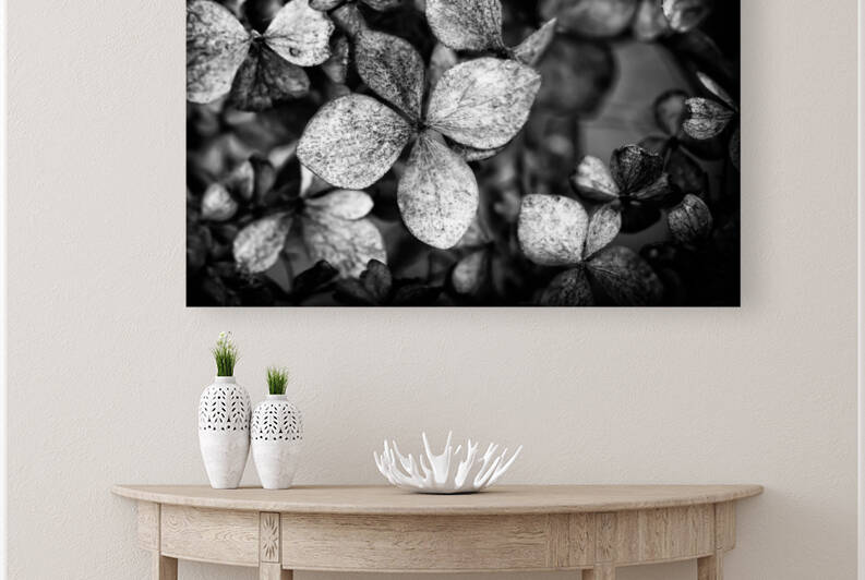 Black and white closeup of a dry Hydrangea paniculata also known as hortensia in autumn by Alain de Maximy