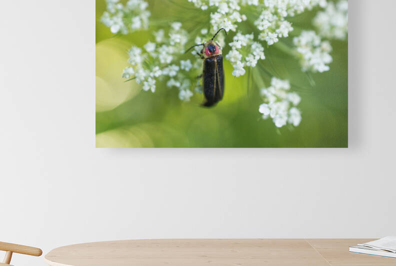 Common Eastern Firefly on White Carrot Flower by Iris H Richardson