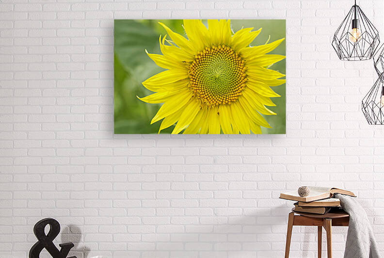 Bright Golden Sunflower Head by Iris H Richardson