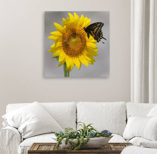 Sunflower & Butterfly by Ercan Ekinci