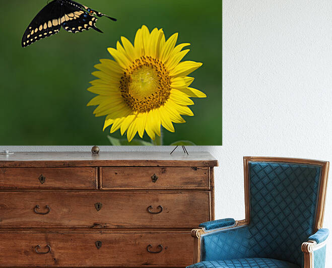 Sunflower & Butterfly by Ercan Ekinci