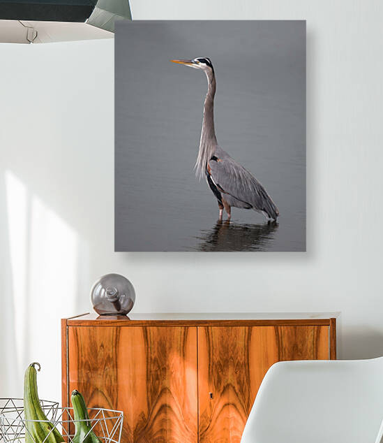 Great Blue Heron by Ercan Ekinci