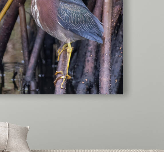 Green Heron  by Ercan Ekinci