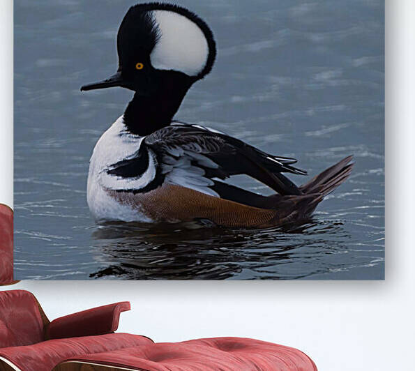 Hooded Merganser by Ercan Ekinci