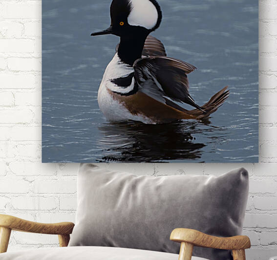 Hooded Merganser  by Ercan Ekinci