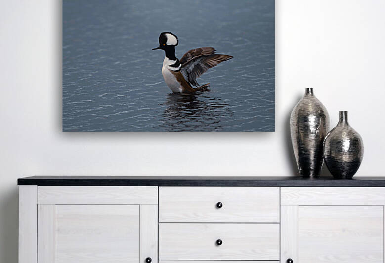 Hooded Merganser  by Ercan Ekinci