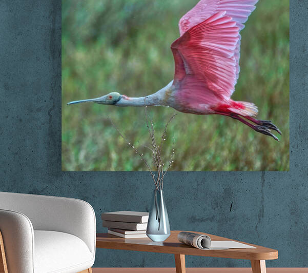 Roseate Spoonbill  by Ercan Ekinci