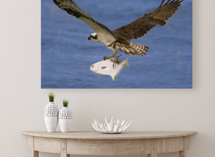 Osprey & Pompano by Ercan Ekinci