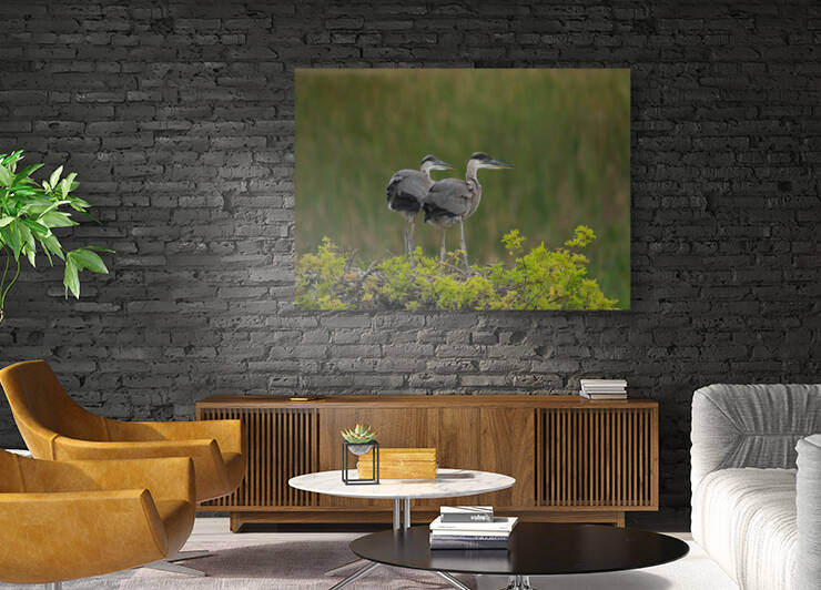 BABY  BLUE HERON VIERA by Ercan Ekinci