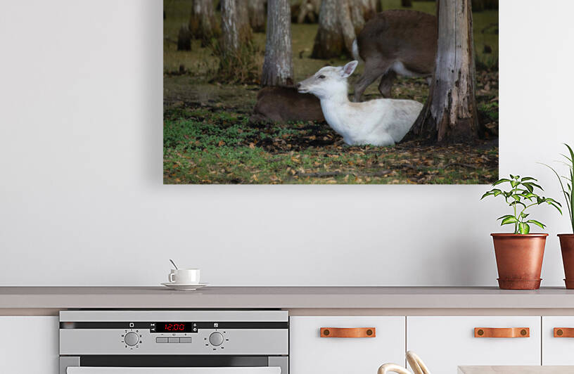 Cypress Forest Florida  by Ercan Ekinci