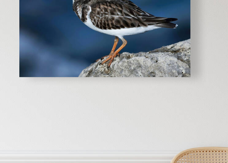 Sanderling Resting  by Ercan Ekinci