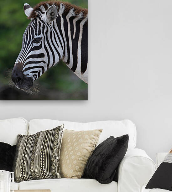 ZEBRA by Ercan Ekinci