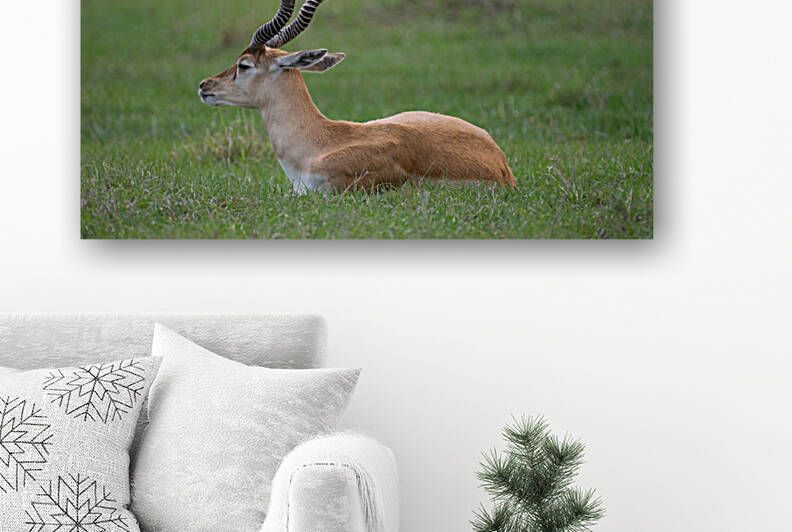  ANTILOPE by Ercan Ekinci