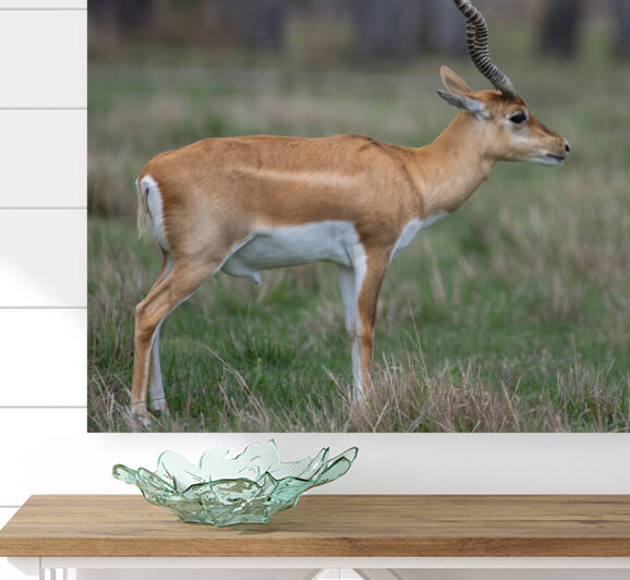  ANTILOPE by Ercan Ekinci