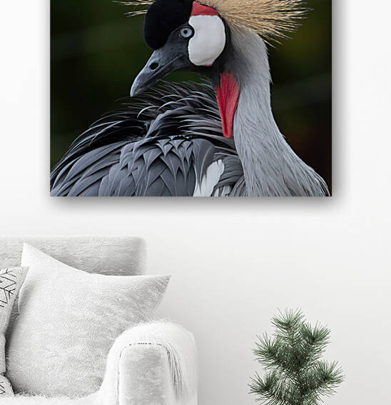  AFRICAN  CROWNED CRANE by Ercan Ekinci