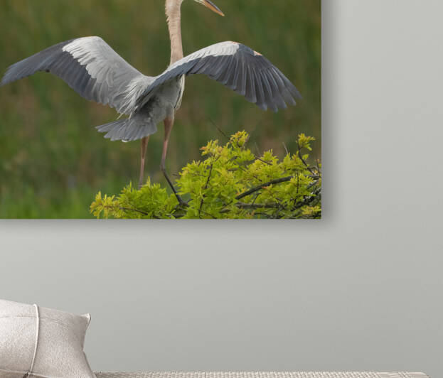 BLUE HERON VIERA  by Ercan Ekinci